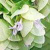 Origanum sipyleum, flowers