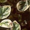 Origanum vulgare 'Variegatum', leaves