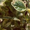 Origanum vulgare 'Variegatum', leaves