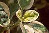 Origanum vulgare 'Variegatum', leaves