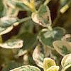 Origanum vulgare 'Variegatum', leaves