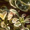 Origanum vulgare 'Variegatum', leaves