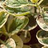 Origanum vulgare 'Variegatum', leaves