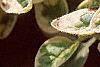 Origanum vulgare 'Variegatum', leaves