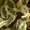 Origanum vulgare 'Variegatum', leaves