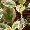 Origanum vulgare 'Variegatum', leaves