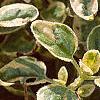 Origanum vulgare 'Variegatum', leaves