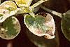 Origanum vulgare 'Variegatum', leaves