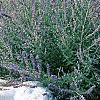 Perovskia atriplicifolia, habit
