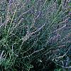 Perovskia atriplicifolia, habit