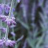 Perovskia atriplicifolia, flowers