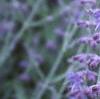 Perovskia atriplicifolia, flowers