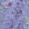 Perovskia atriplicifolia, flowers