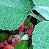 Plectranthus argenteus 'Silver Shield', leaves