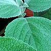 Plectranthus argenteus 'Silver Shield', leaves