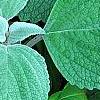 Plectranthus argenteus 'Silver Shield', leaves