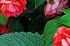 Plectranthus argenteus 'Silver Shield', leaves