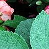 Plectranthus argenteus 'Silver Shield', leaves