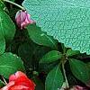 Plectranthus argenteus 'Silver Shield', leaves