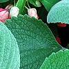 Plectranthus argenteus 'Silver Shield', leaves