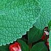 Plectranthus argenteus 'Silver Shield', leaves