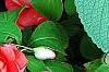 Plectranthus argenteus 'Silver Shield', leaves