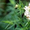 Pycnanthemum tenuifolium, habit