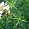 Pycnanthemum tenuifolium, habit