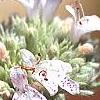 Pycnanthemum virginianum, flowers