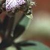Pycnanthemum virginianum, flowers