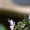 Rosmarinus officinalis, flowers