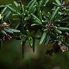 Rosmarinus officinalis, flowers