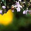 Rosmarinus officinalis, flowers