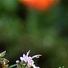 Rosmarinus officinalis, flowers
