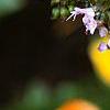 Rosmarinus officinalis, flowers