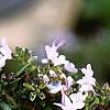 Rosmarinus officinalis, flowers