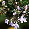 Rosmarinus officinalis, flowers