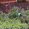 Rosmarinus officinalis 'Prostratus', habit