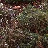 Rosmarinus officinalis 'Prostratus', habit