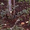 Rosmarinus officinalis 'Prostratus', habit
