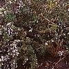 Rosmarinus officinalis 'Prostratus', habit