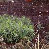 Rosmarinus officinalis 'Prostratus', habit