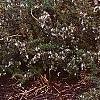 Rosmarinus officinalis 'Prostratus', habit
