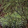 Rosmarinus officinalis 'Prostratus', habit