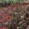 Rosmarinus officinalis 'Prostratus', habit