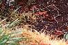 Rosmarinus officinalis 'Prostratus', habit