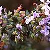 Rosmarinus officinalis 'Prostratus', flowers