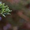 Rosmarinus officinalis 'Prostratus', flowers