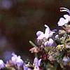 Rosmarinus officinalis 'Prostratus', flowers