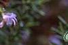Rosmarinus officinalis 'Prostratus', flowers